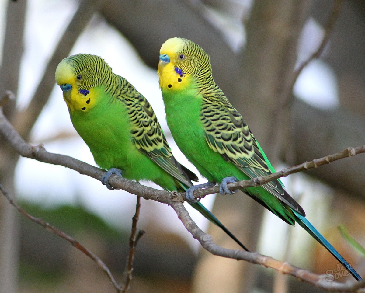 Poultry. How to distinguish a wavy parrot-boy from a girl Poultry. How to distinguish a wavy parrot-boy from a girl